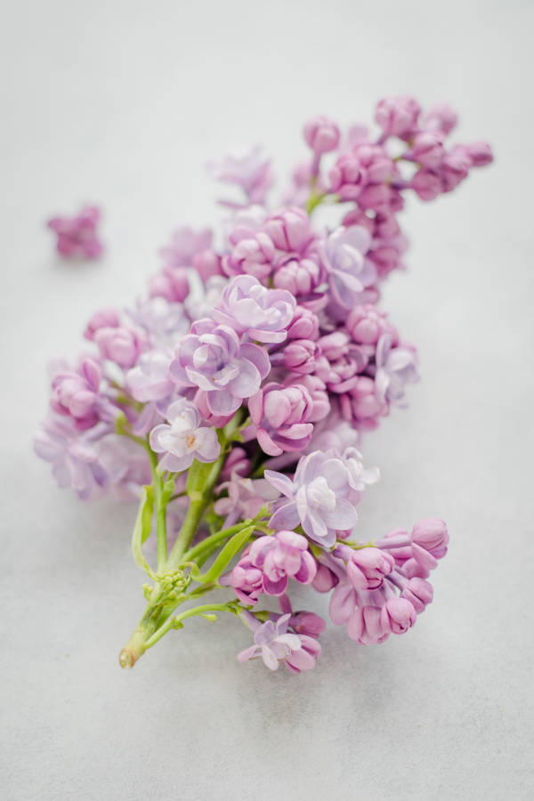 Beautiful Nature Pink Lilac Wallpaper