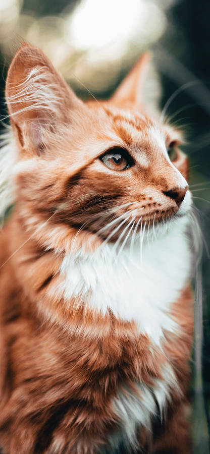 Beautiful Norwegian Forest Cat Wallpaper