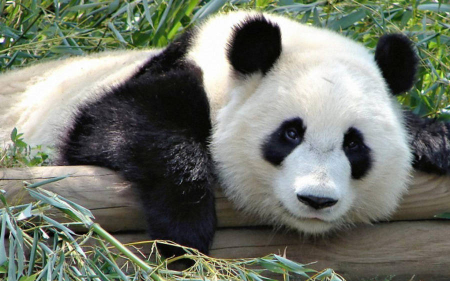 Beautiful Panda Resting On Logs Wallpaper