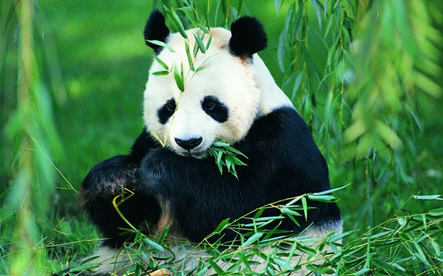 Beautiful Panda Sitting And Eating Leaves Wallpaper
