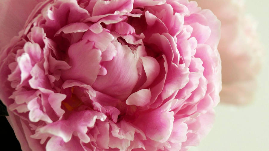 Beautiful Peony Flower Photo Wallpaper