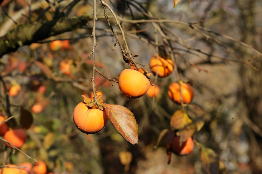 Beautiful Persimmon Tree Wallpaper