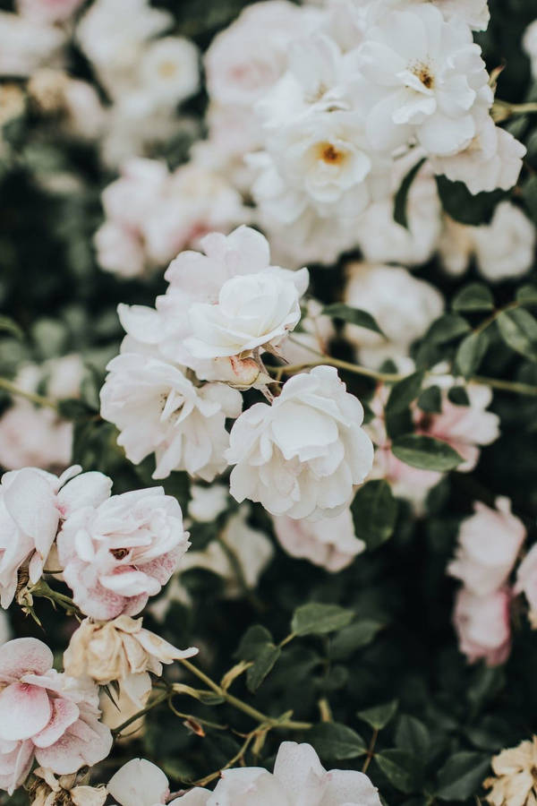 Beautiful Pink And White Flower Aesthetic Wallpaper