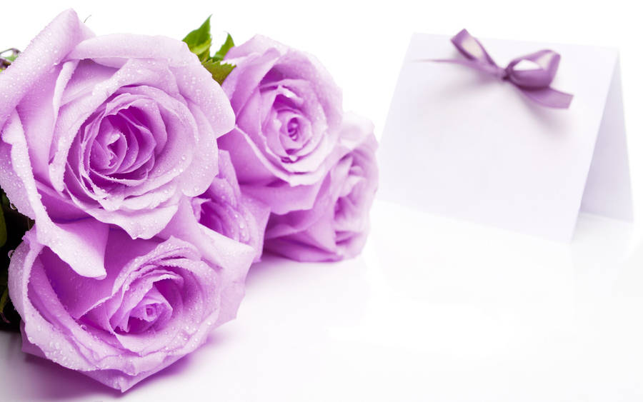 Beautiful Rose Flowers Light Purple Wallpaper