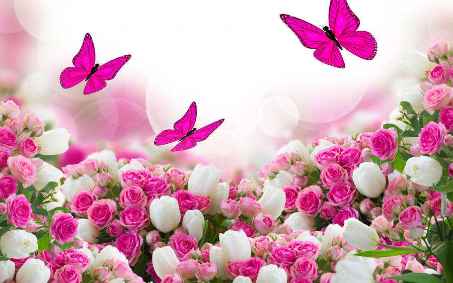 Beautiful Rose Hd Field With Butterflies Wallpaper