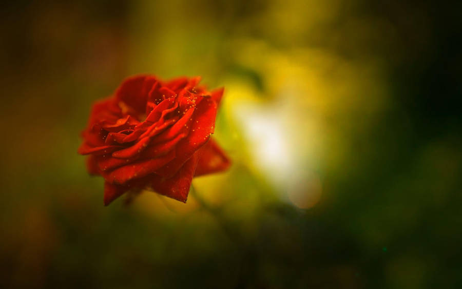 Beautiful Rose Hd In Red Color Wallpaper