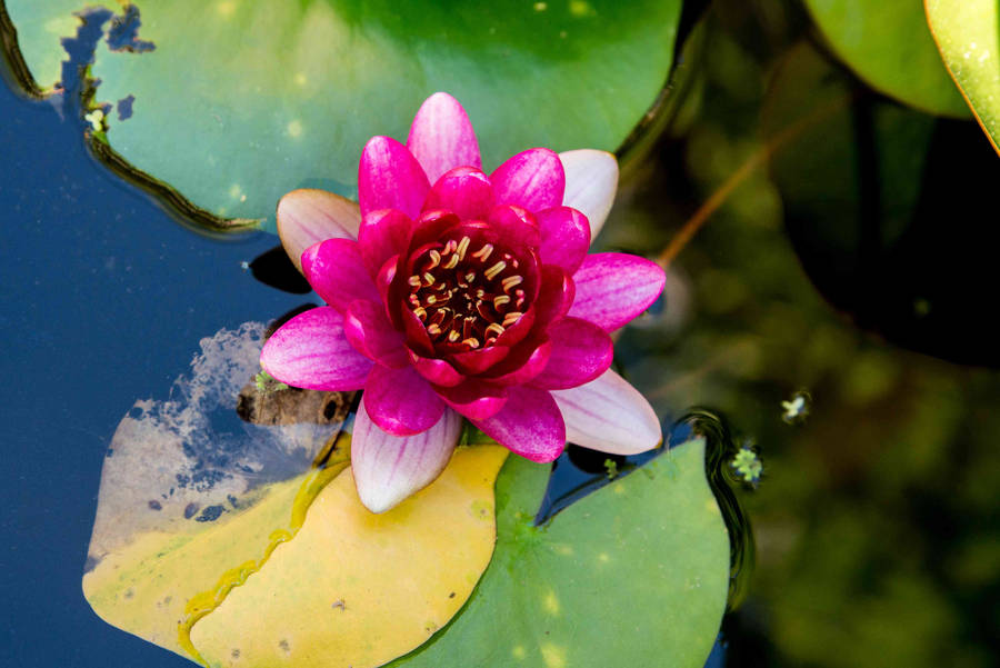 Beautiful Serenity: Water Lily Blooming Wallpaper