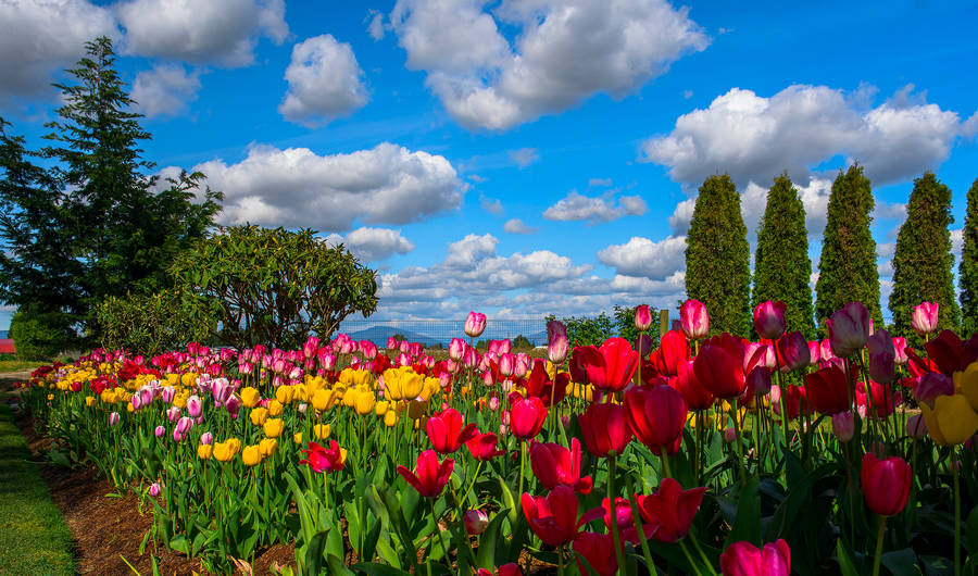 Beautiful Sky Over Tulips Wallpaper