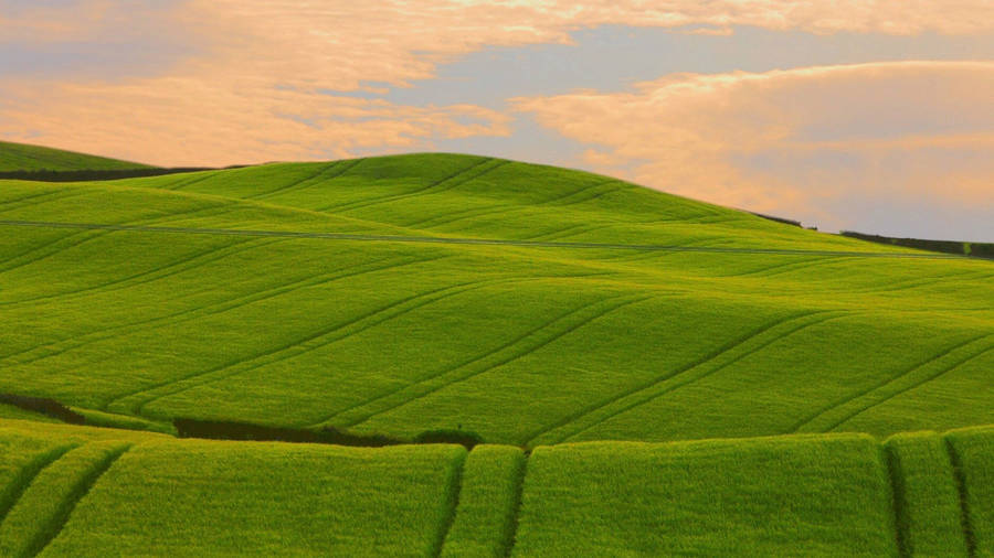 Beautiful Summer Field Wallpaper