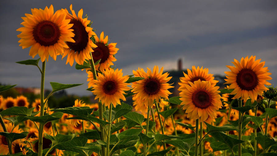 Beautiful Sunflower Field Wallpaper