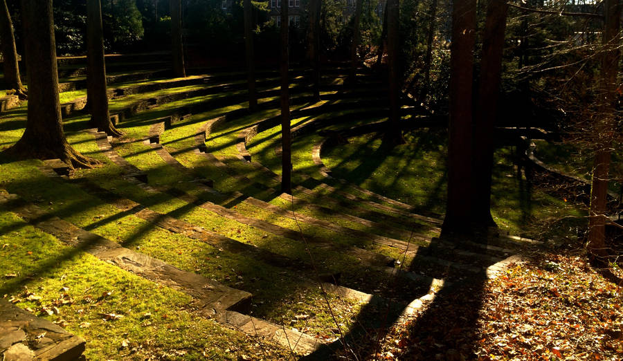 Beautiful Swarthmore College Forest Wallpaper