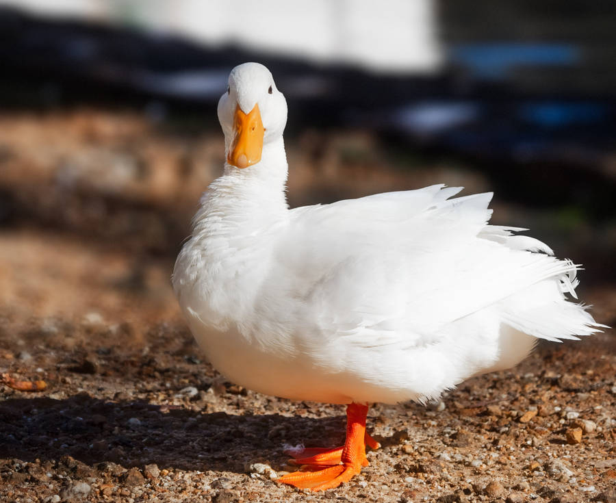 Beautiful White Duck Wallpaper