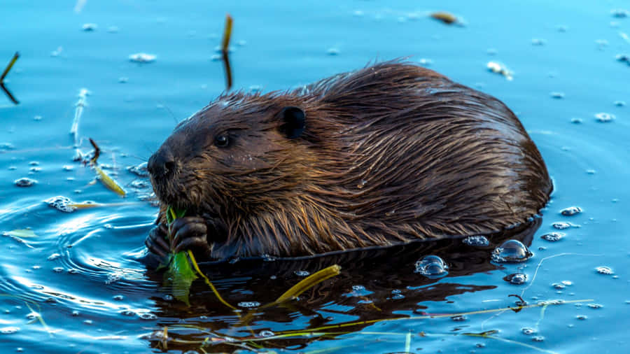 Beaver Feastingin Water.jpg Wallpaper