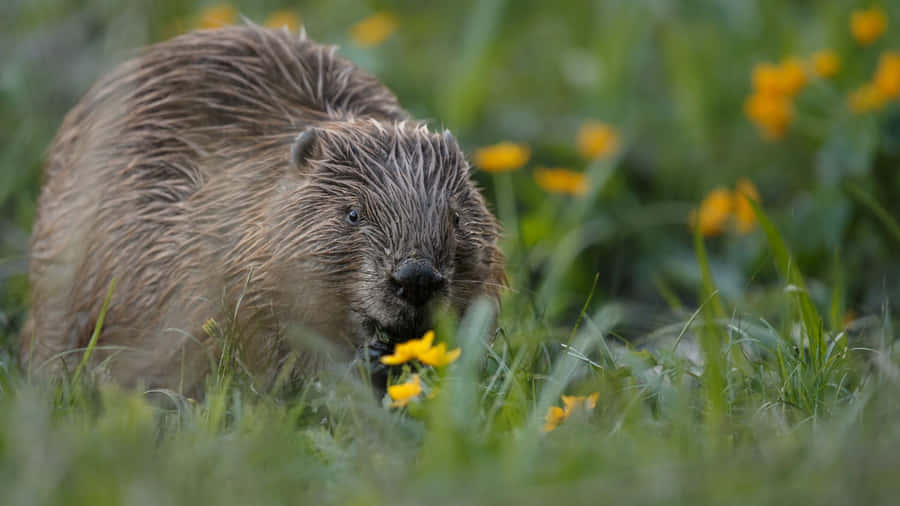 Beaver In Nature.jpg Wallpaper