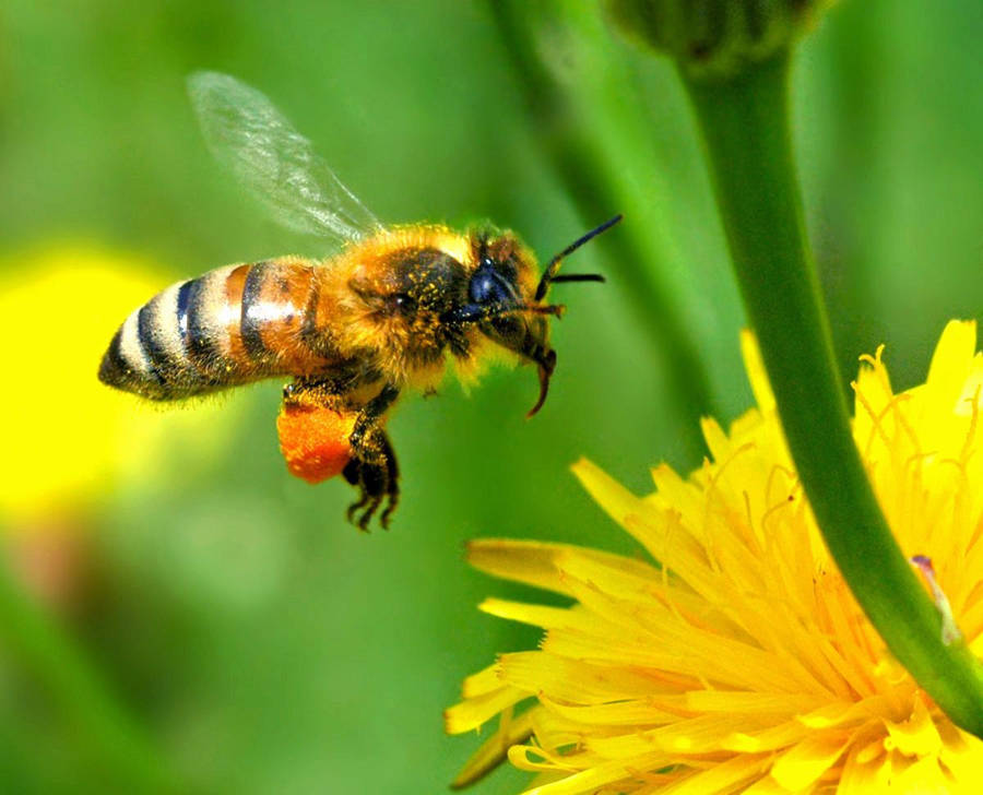 Bee Flying Towards A Dandelion Wallpaper