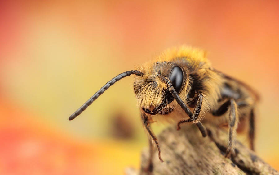 Bee On An Orange Background Wallpaper