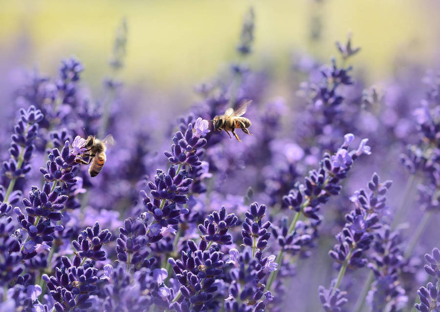 Bees Pollinating Lavender Desktop Wallpaper