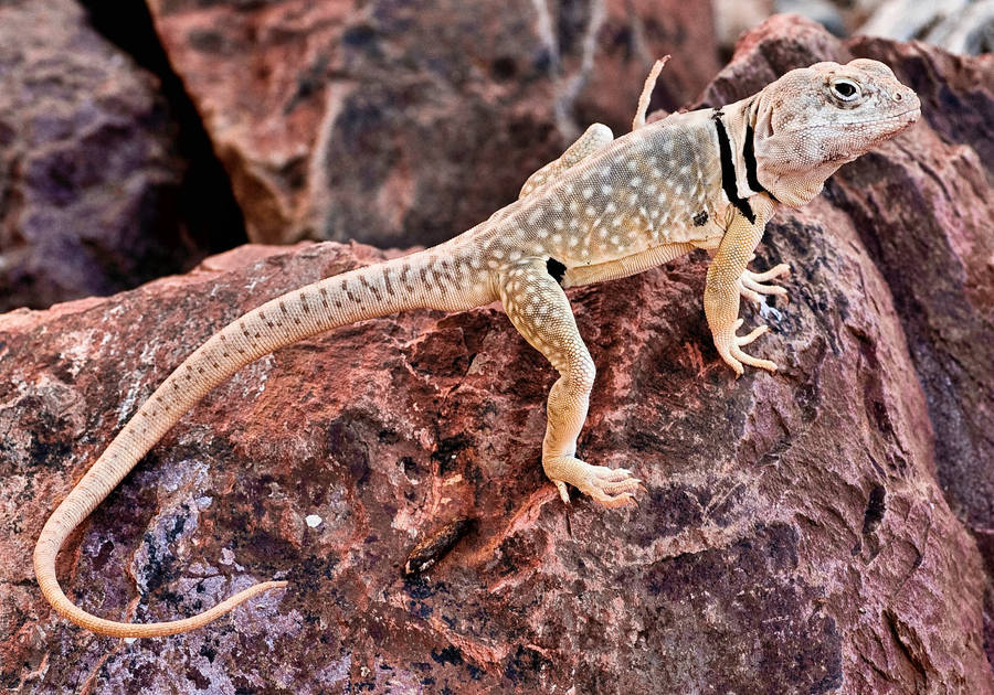 Beige Eastern Collared Lizard Wallpaper