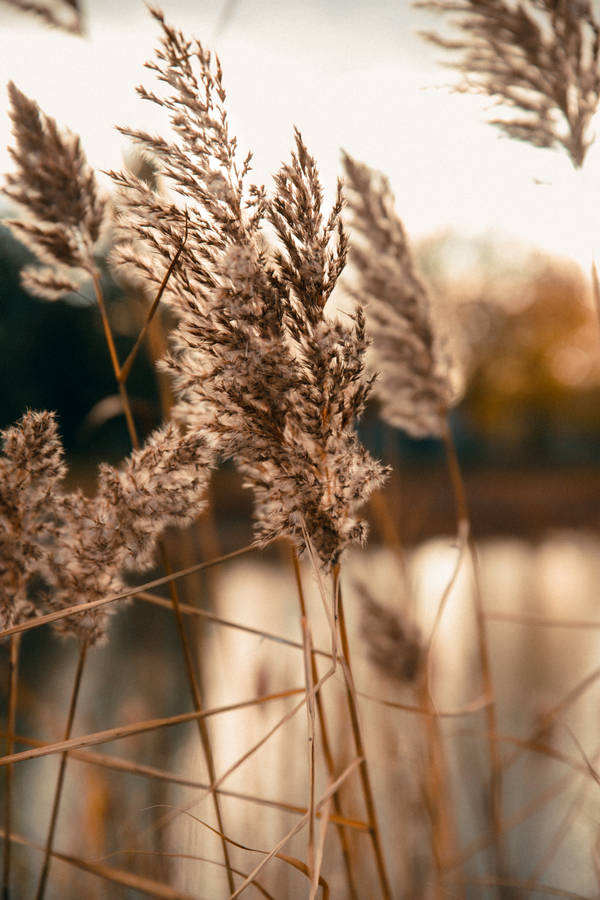 Beige Grass Aesthetic Wallpaper