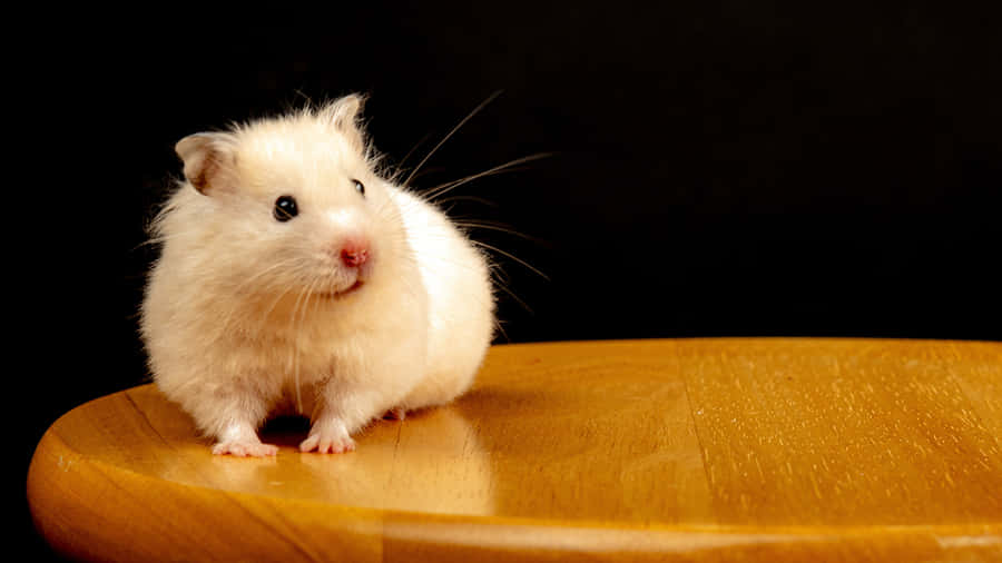 Beige Hamster Wooden Chair Wallpaper