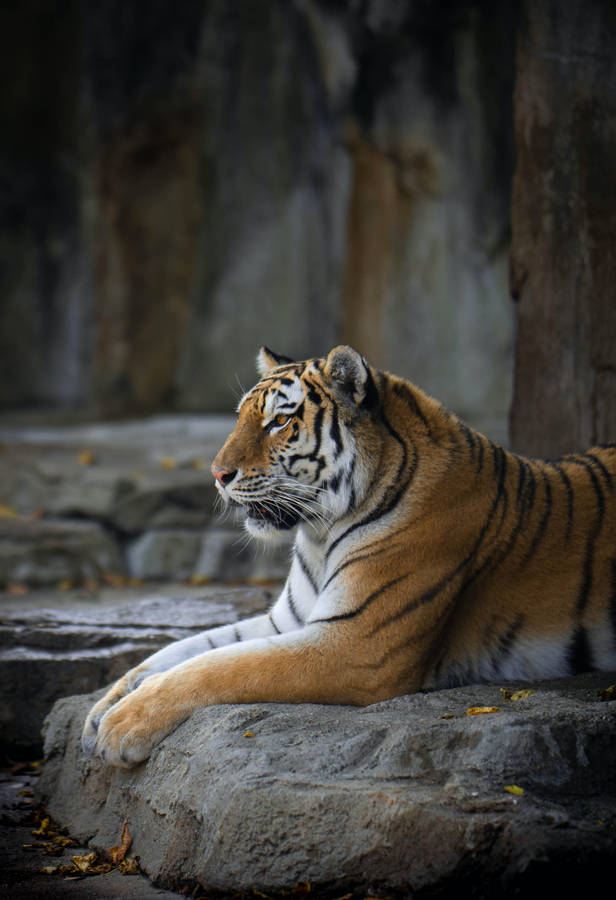 Bengal Tiger Hd Rocky Park Wallpaper