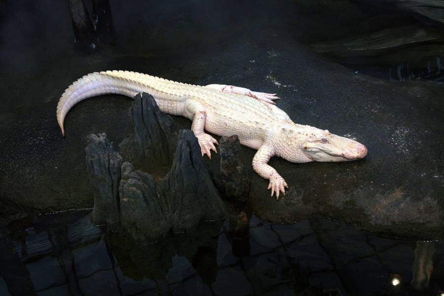 Best Albino Alligator Wallpaper