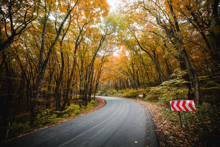 Best Autumn Forest Road Wallpaper