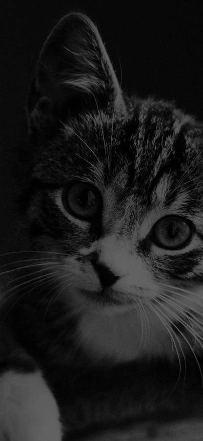 Best Dark Iphone Cat Wallpaper