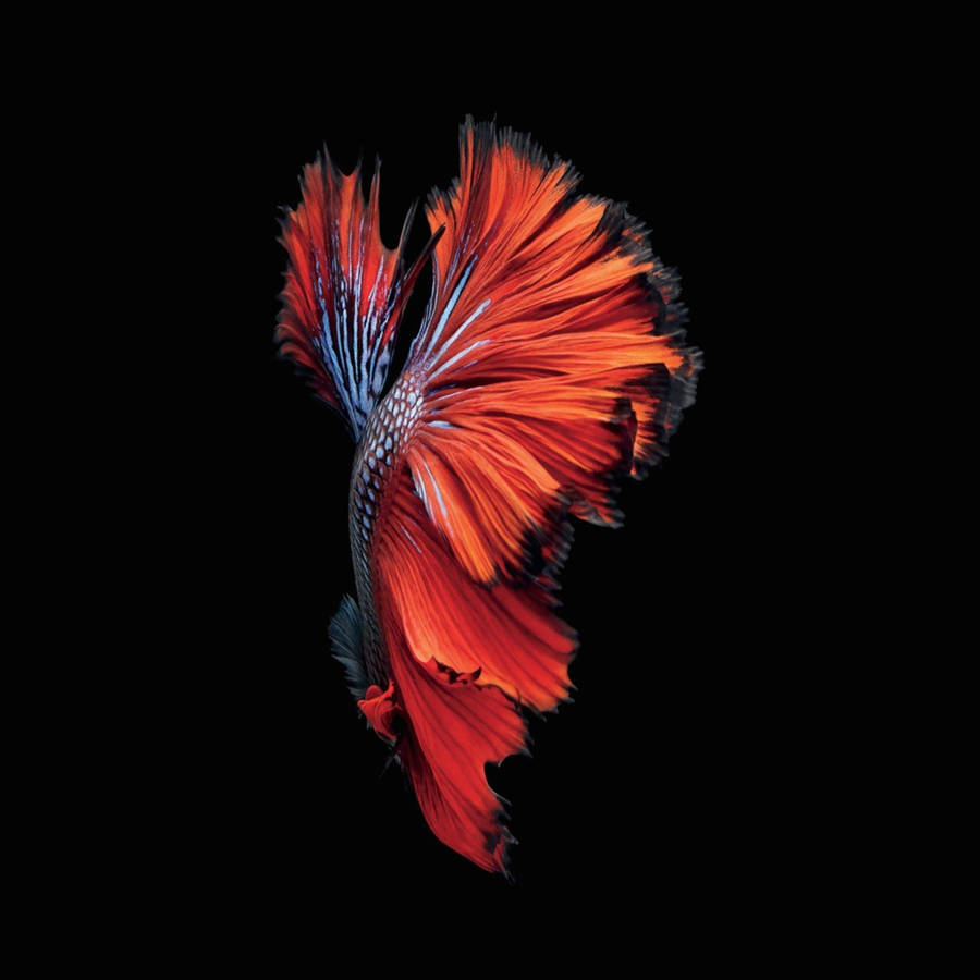 Betta Fish Black Lover Phone Background Wallpaper