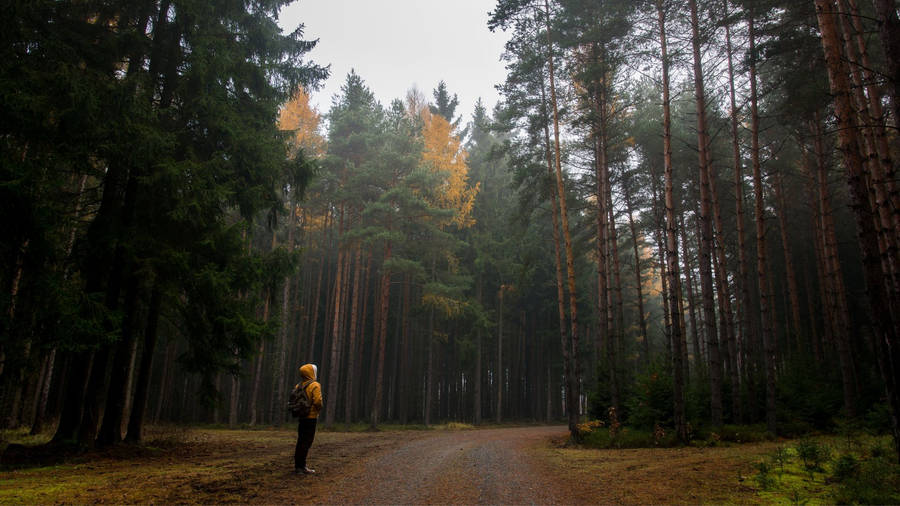 Białowieża Forest Person Journey Wallpaper