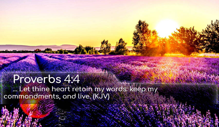 Bible Verse Purple Flower Field Wallpaper