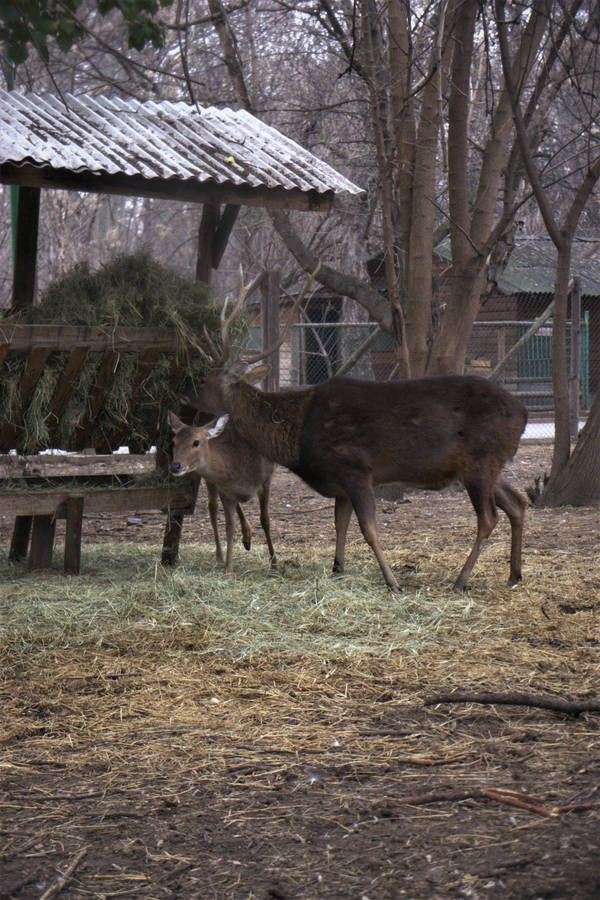 Big Buck And Fawn In The Zoo Wallpaper