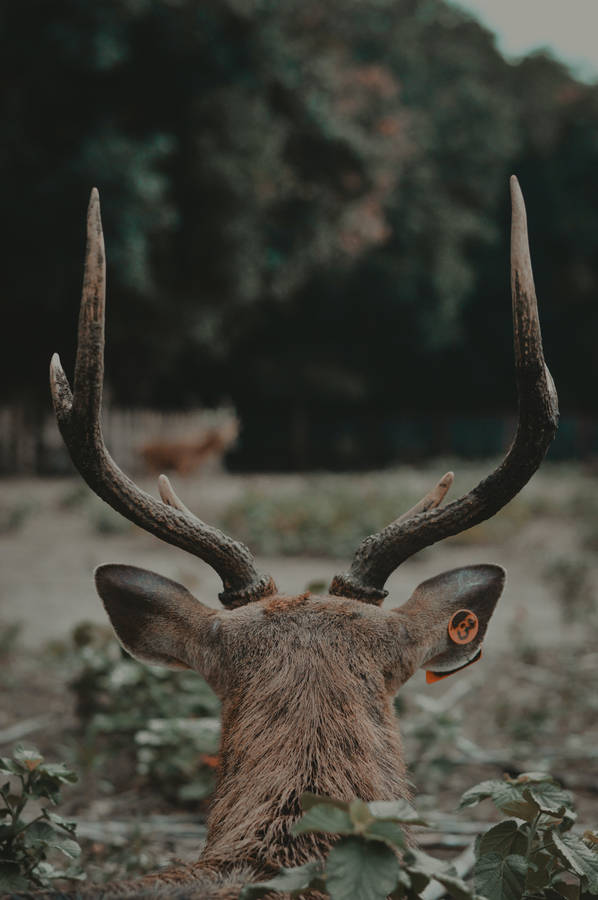 Big Buck Back View Wallpaper