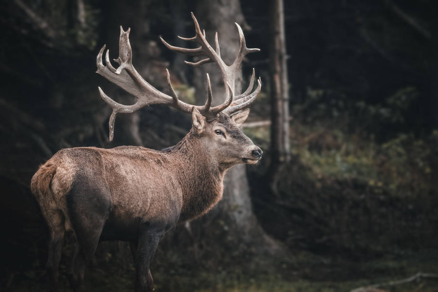 Big Buck Big Antler Wallpaper