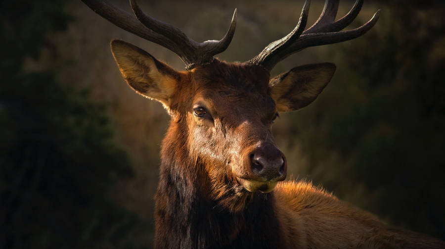 Big Buck Close-up Sunset Wallpaper