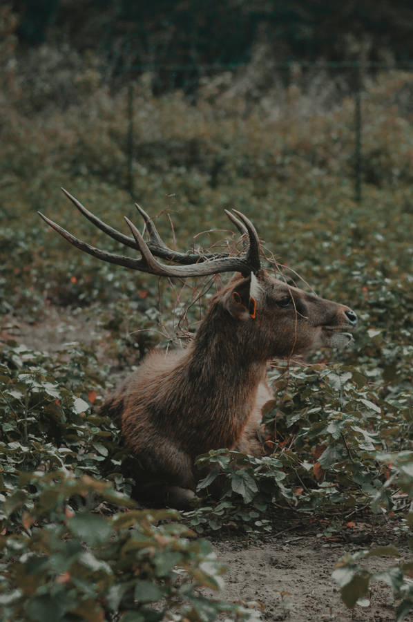 Big Buck On A Ground Wallpaper