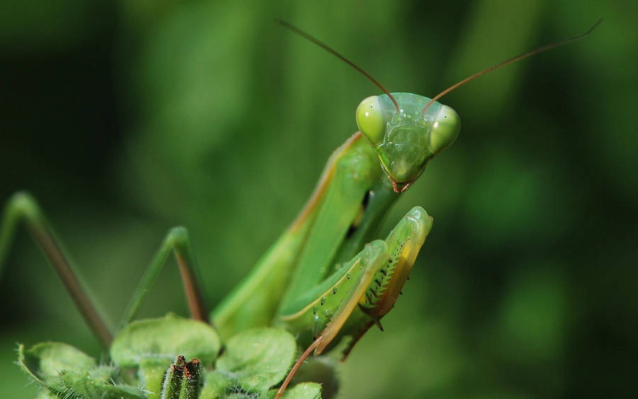 Big-eyed Praying Mantis Wallpaper