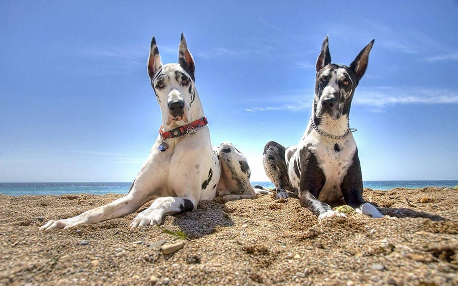 Big Great Dane Dogs Wallpaper