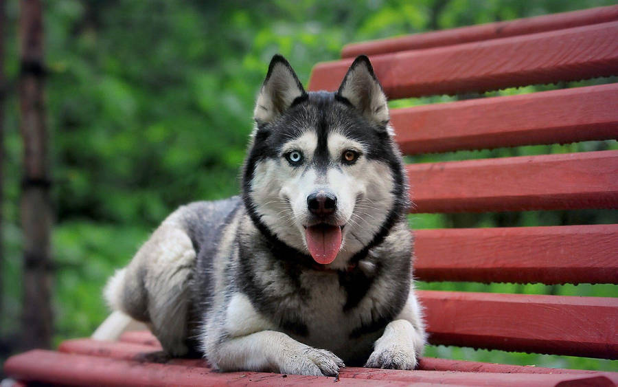 Big Husky Dog Wallpaper