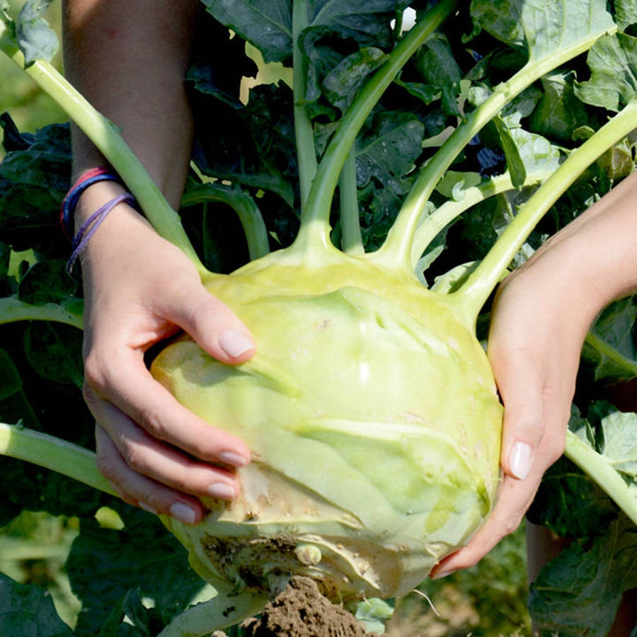 Big Kohlrabi Vegetable Wallpaper