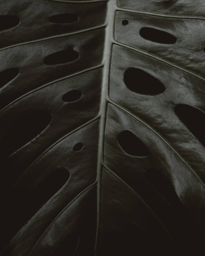 Big Monstera Leaf Top Iphone Wallpaper