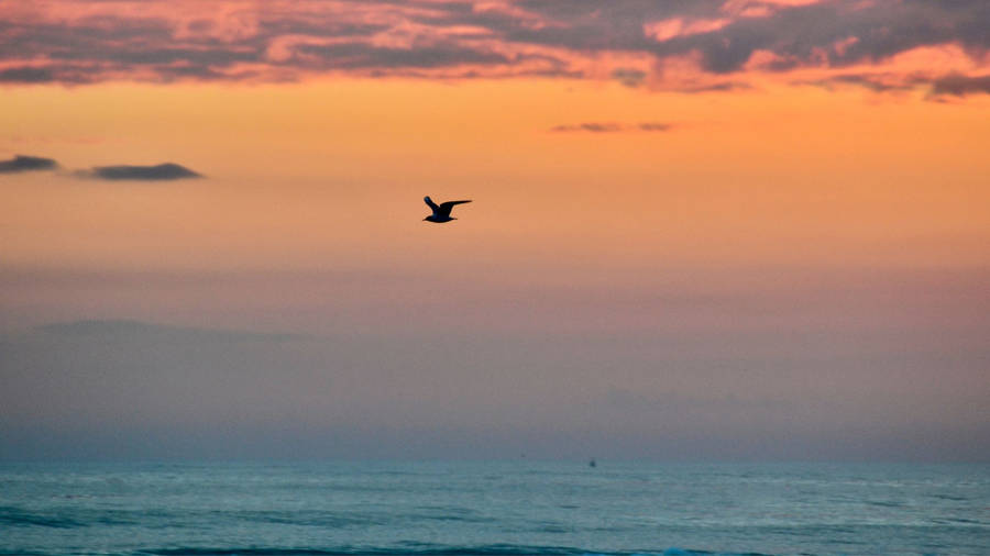 Bird Flying Silhouette Beach Sunrise Wallpaper