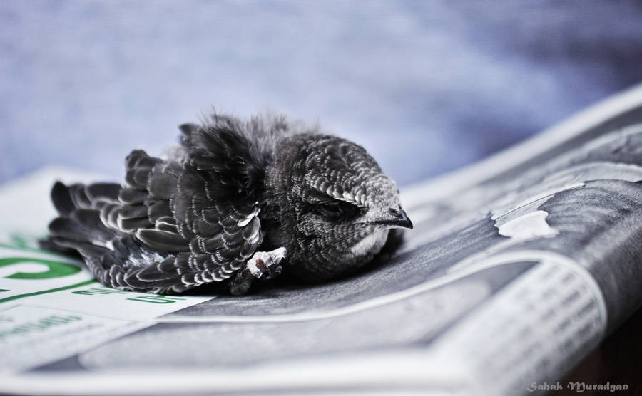 Bird On Newspaper Wallpaper