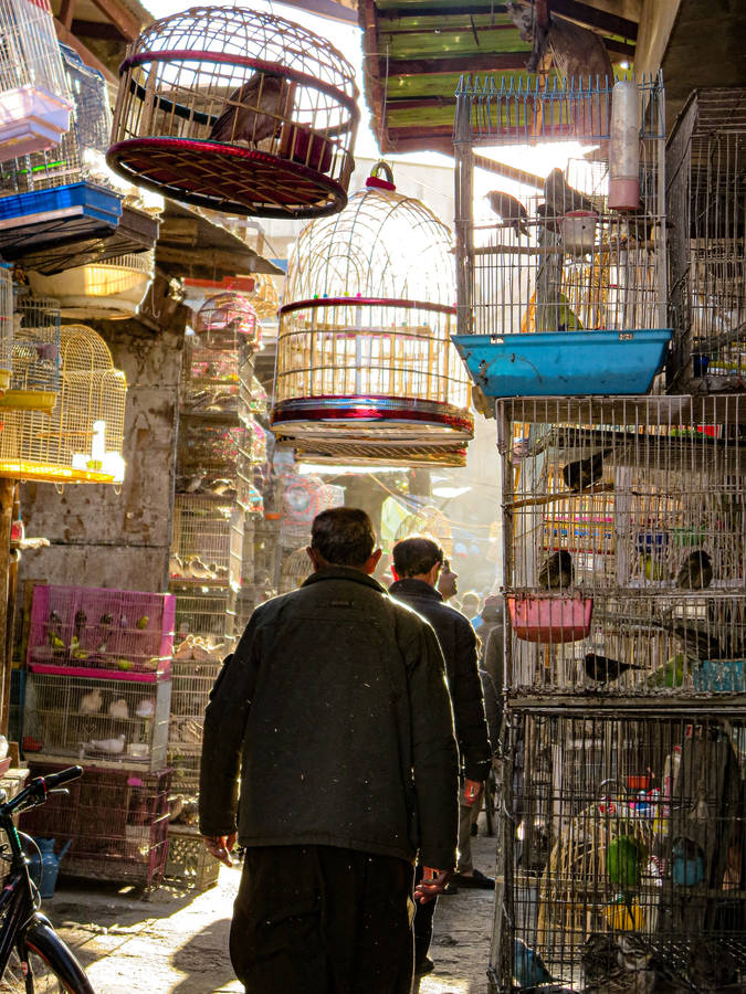 Bird's Market Kabul Wallpaper