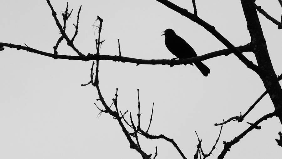 Bird Silhouette Black Aesthetic Wallpaper