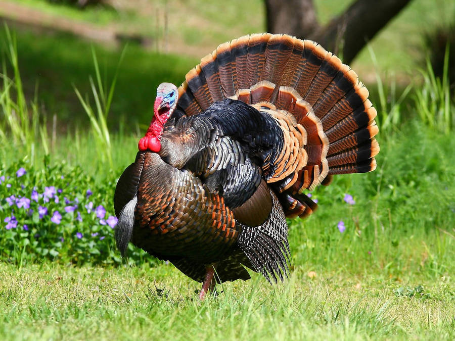 Bird, Turkey, Feathers Wallpaper