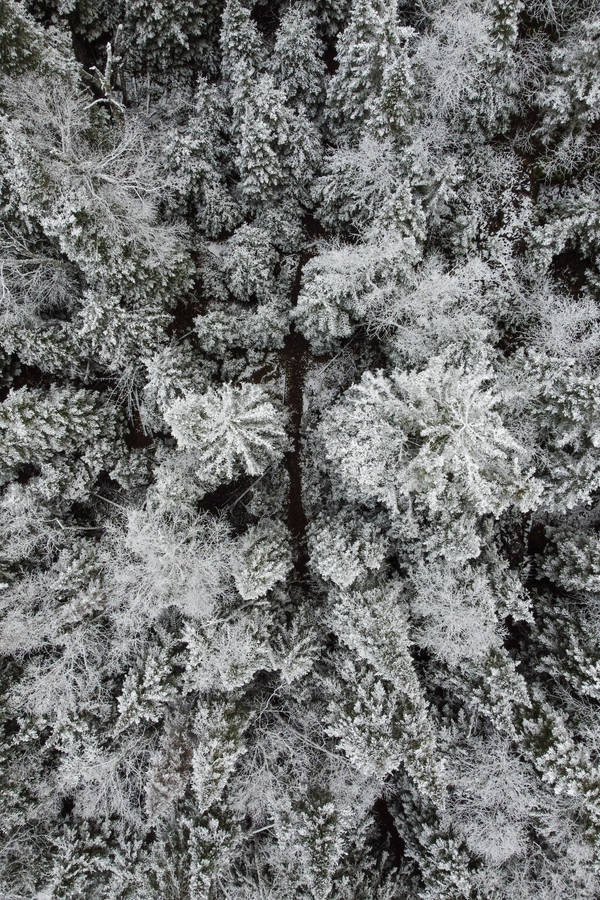 Birds Eye Pine Trees Top Iphone Wallpaper