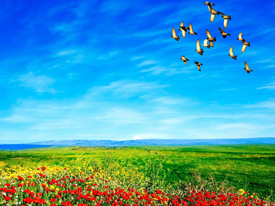 Birds Flying Above Flower Field Wallpaper