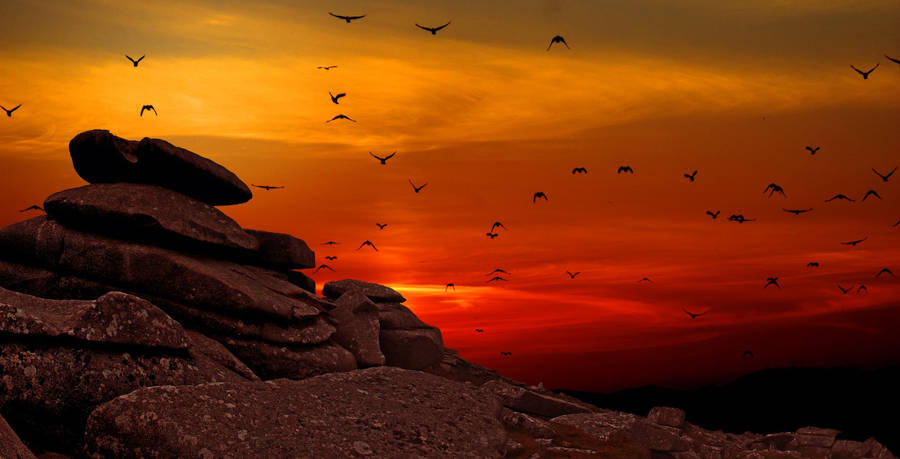 Birds Flying In Low Angle Shot During Sunset Wallpaper