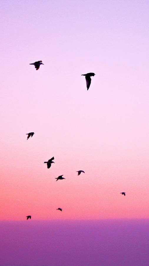 Birds Flying Sunset Silhouette Iphone Wallpaper